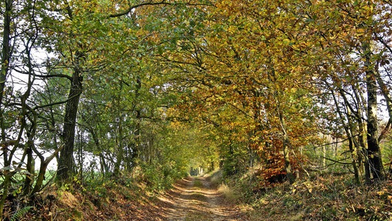 Ein Weg zwischen zwei Knicks bei Kellinghusen im Naturpark Aukrug © imago images Foto: Bahnmüller