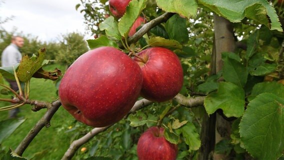 Rote Äpfel an einem Baum im Alten Land © dpa Bildfunk Foto: Carmen Jaspersen/dpa