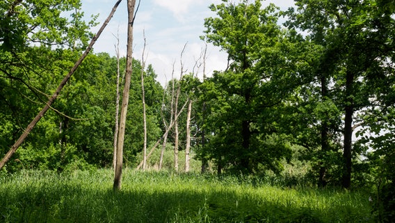 Abgestorbene Bäume stehen zwischen blühenden Bäumen im Naturschutzgebiet Bishorst an der Elbe. © NDR Foto: Anja Deuble