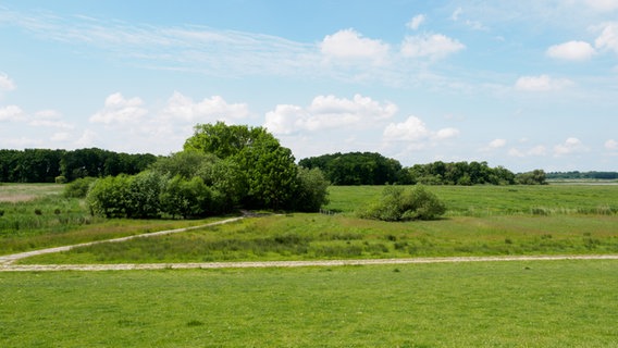 Blick vom Haseldorfer Deich auf das Naturschutzgebiet Bishorst. © NDR Foto: Anja Deuble