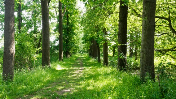 Eine Allee aus Eschen im Naturschutzgebiet Bishorst an der Elbe. © NDR Foto: Anja Deuble