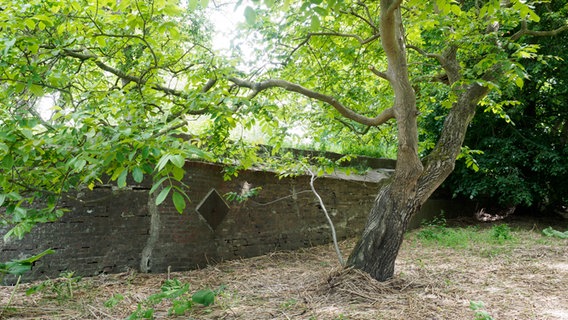 Ein Baum steht vor Mauerresten im Naturschutzgebiet Bishorst. © NDR Foto: Anja Deuble