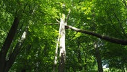 Ein gesunder Baum stützt einen gestürzten Stamm ab. © NDR Foto: Anja Deuble