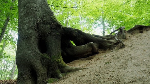 Ein großer Baumstamm in der Dalbekschlucht. © NDR Foto: Anja Deuble