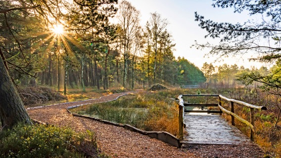 Abschnitt des Wanderwegs  Dör't Moor bei Rotenburg (Wümme) © Touristikverband Landkreis Rotenburg (Wümme) Foto: B. Wengler