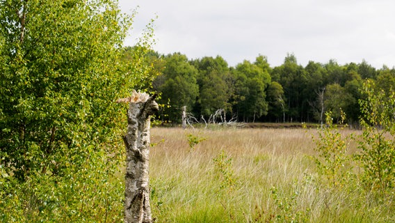 Blick auf eine freie Fläche im Dosenmoor, im Vordergrund steht eine abgestorbene Birken. © NDR Foto: Anja Deuble