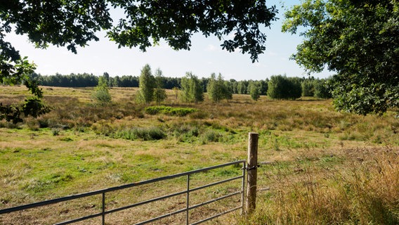 Blick auf eine Weide im Naturschutzgebiet Dosenmoor. © NDR Foto: Anja Deuble