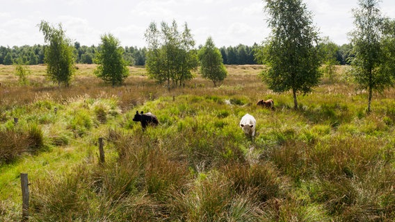 Rinder grasen auf einer Weide im Dosenmoor bei Einfeld. © NDR Foto: Anja Deuble