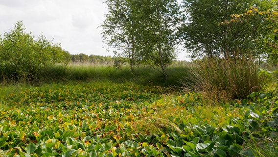 Blätter der Sumpfkalla vor Gräsern und Birken im Dosenmoor. © NDR Foto: Anja Deuble