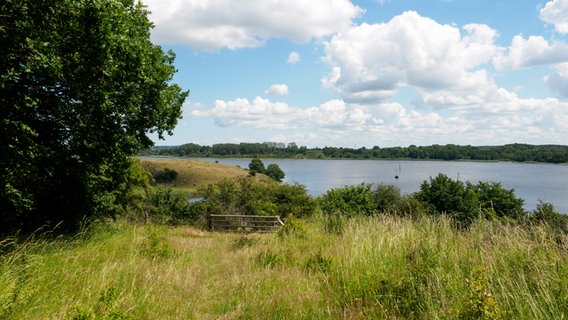 Eine Wiese im Naturschutgebiet  Dummersdorfer Ufer. © NDR Foto: Anja Deuble
