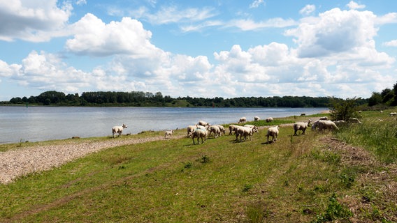 Schafe grasen am Ufer der Trave. © NDR Foto: Anja Deuble