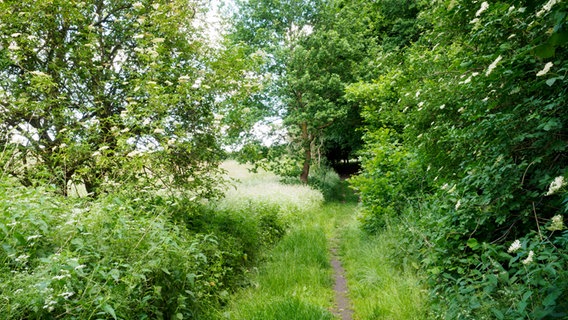Ein Weg führt durch das Naturschutzgebiet am Dummersdorfer Ufer. © NDR Foto: Anja Deuble