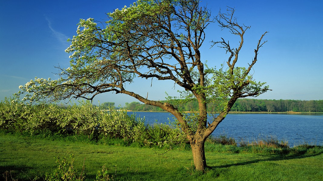 https://www.ndr.de/ratgeber/reise/flensburg_schlei/geltingerbirk104_v-contentxl.jpg