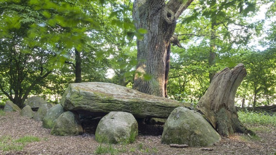 Das Großsteingrab "Heidenopfertisch" im niedersächsischen Visbek. © picture alliance/imagebroker Foto: W. Rolfes