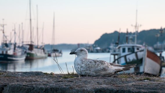 Eine Möwe sitzt auf der Kaimauer am Hafen von Sassnitz, im Hintergrund liegen die Fischkutter. © NDR Foto: Anja Deuble