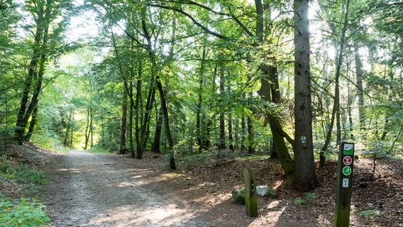 Ein Wirtschaftsweg führt durch die Hahnheide bei Trittau. © NDR Foto: Anja Deuble