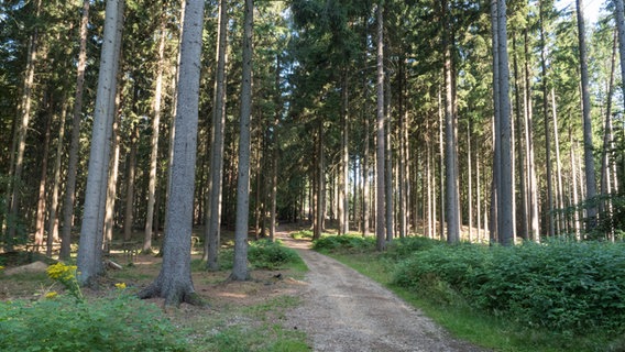 Ein Sandweg zum Aussichtsturm in der Hahnheide bei Trittau. © NDR Foto: Anja Deuble