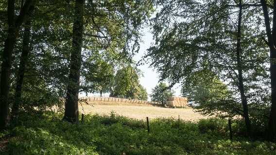 Blick auf ein Feld bei der Hahnheide bei Trittau. © NDR Foto: Anja Deuble