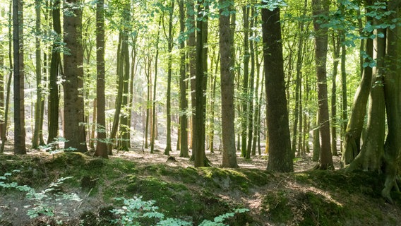 Buchen im Sonnenlicht in der Hahnheide bei Trittau. © NDR Foto: Anja Deuble