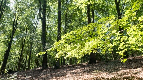 Buchen im Naturschutzgebiet Hahnheide bei Trittau. © NDR Foto: Anja Deuble