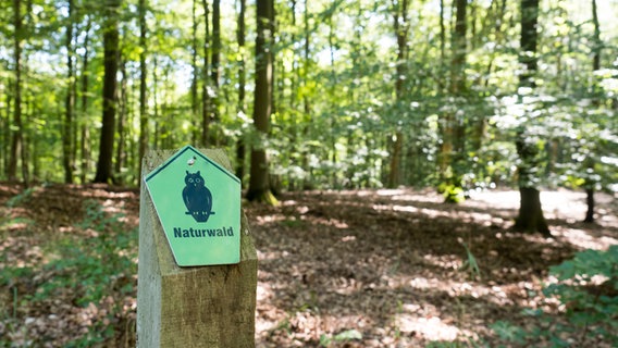 Ein Schild mit einer Eule weist auf den Naturwald hin. © NDR Foto: Anja Deuble