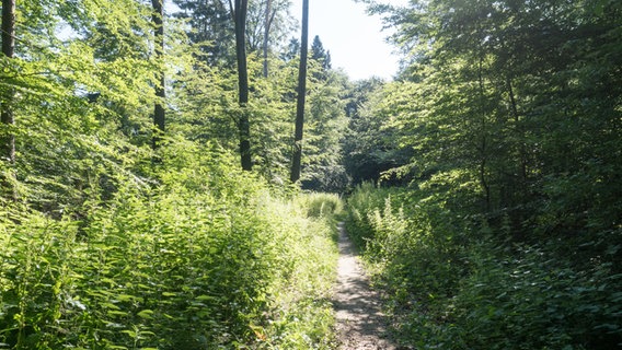 Ein Weg fürht durch die  Hahnheide bei Trittau © NDR Foto: Anja Deuble