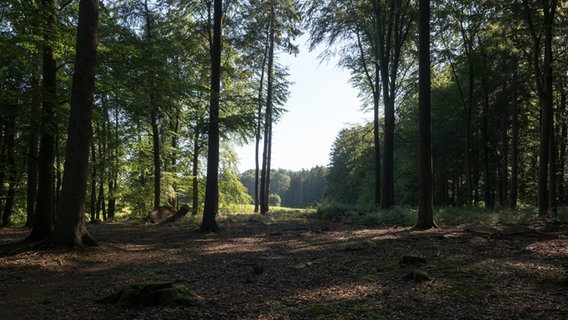 Blick auf eine Wiese bei der Hahnheide bei Trittau © NDR Foto: Anja Deuble