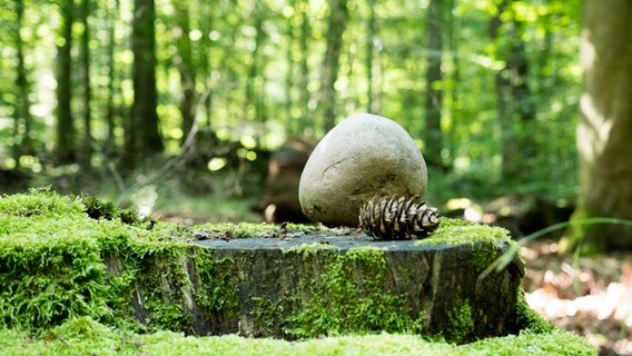 Ein Stein und ein Tannenzapfen liegen auf einem Baumstamm in der Hahnheide bei Trittau  Foto: Anja Deuble