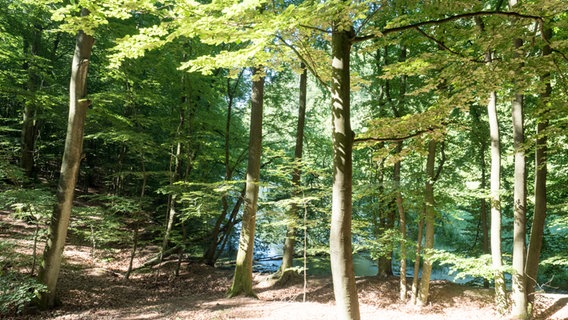 Wasser glitzert zwischen Bäumen in der Hahnheide bei Trittau  Foto: Anja Deuble