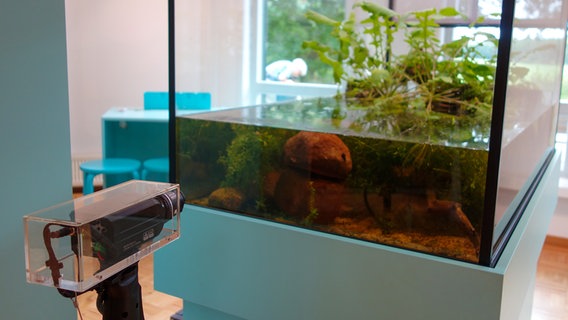 Aquarium mit Kamera in der Ausstellung im Brook Hus im Duvenstedter Brook. © NDR Foto: Kathrin Weber