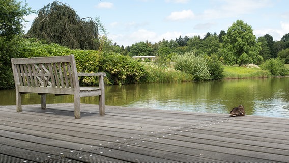 Eine Ente liegt auf einem Holzsteg am See neben einer Bank.  Foto: Anja Deuble