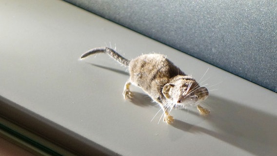 Eine Etrusker-Spitzmaus in einer Vitrine des Zoologischen Museums Hamburg © NDR Foto: Kathrin Weber