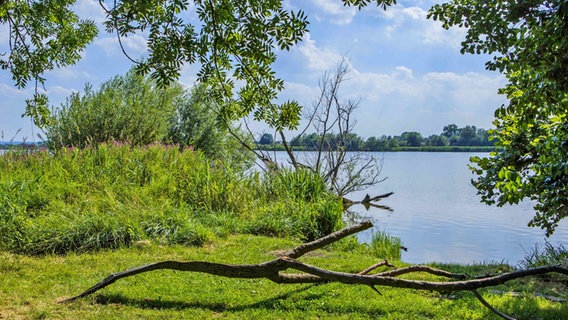Das Naturschutzgebiet alte Süderelbe in Hamburg-Finkenwerder. © imago images Foto: Lars Berg