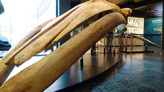 Teil eines Finnwals-Skelett in der Ausstellung des Zoologischen Museums Hamburg © NDR Foto: Kathrin Weber