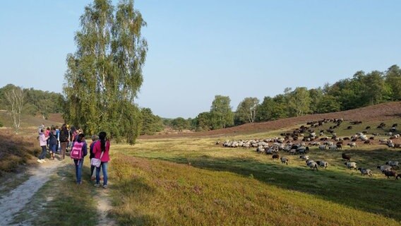 Kelompok berjalan melalui Fischbeker Heide pada Hari Alam Perkotaan.  © Yayasan Loki Schmidt / LTdSN 