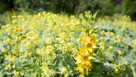 Blühender Frauenmantel und gelber Goldfelberich in einem Beet.  Foto: Anja Deuble