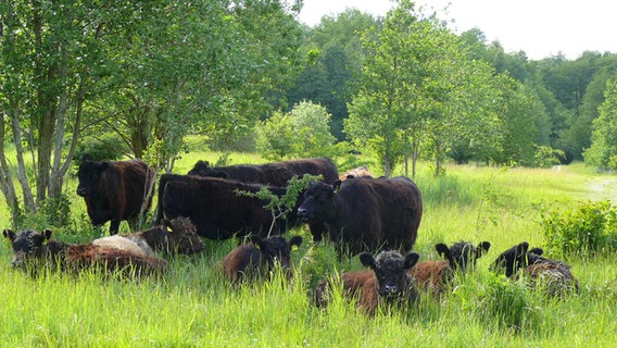 Galloway-Rinder liegen auf einer Weide im Hamburger Naturschutzgebiet Höltigbaum. © Stiftung Natur im Norden 