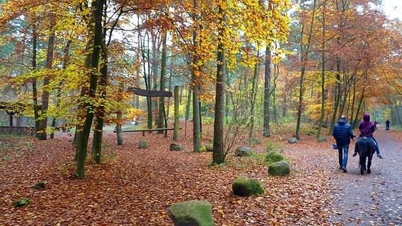 Waldweg mit Spaziergängern und Pony im Forst Klövensteen © NDR Foto: Irene Altenmüller