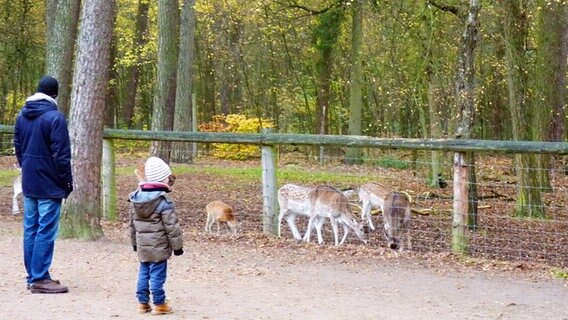 Ein Erwachsener und ein Kind beobachten Tiere im Wildgehege im Klövensteen. © NDR Foto: Irene Altenmüller