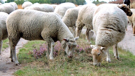 Grasende Schafe in der Boberger Niederung © NDR Foto: Simona Froese