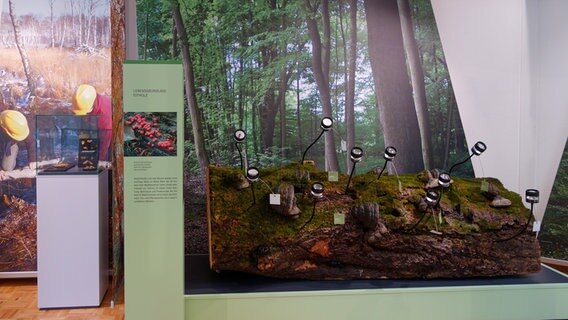Ausstellung über Totholz im Brook Hus im Duvenstedter Brook. © NDR Foto: Kathrin Weber
