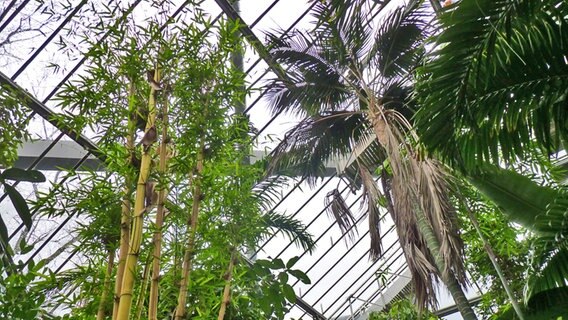 Bambus und Palme in den Tropengewächshäusern in Hamburg © NDR Foto: Irene Altenmüller
