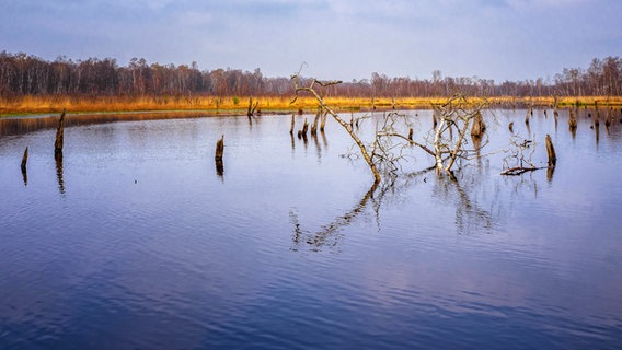 Der Moorseee im Wittmoor an der Grenze von Hamburg und Schleswig-Holstein mit den Stümpfen abgestorbener Birken © imago images Foto: CHROMORANGE