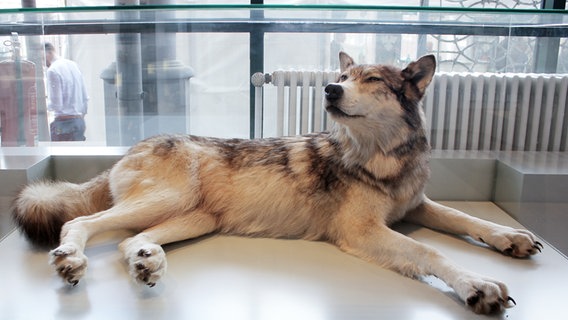 Ausgestopfter Wolf im Zollmuseum in Hamburg. © NDR Foto: Irene Altenmüller