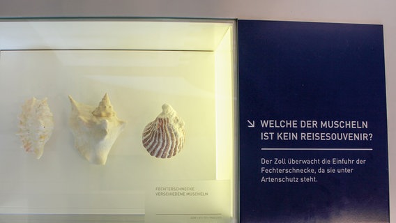 Vitrine mit Schnecken im Zollmuseum in Hamburg. © NDR Foto: Irene Altenmüller