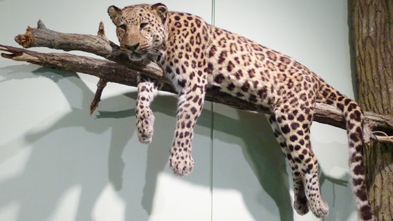 Amur-Leopard im Zoologischen Museum in Hamburg © NDR Foto: Kathrin Weber