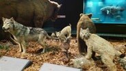 Ein Wolf und andere heimische Wildtiere im Zoologischen Museum Hamburg © NDR Foto: Kathrin Weber