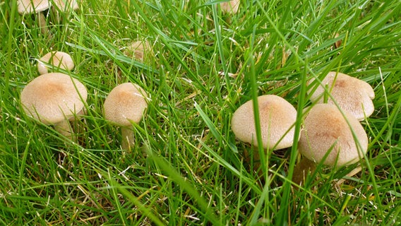 Hexenring Was Hilft Gegen Die Pilze Im Rasen Ndr De Ratgeber Garten Zierpflanzen