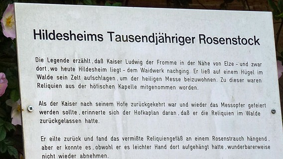 Informationstafel am 1.000-jährigen Rosenstock des Hildesheimer Doms © NDR Foto: Axel Franz