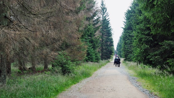 Wanderer gehen den Goetheweg zum Brocken. © NDR Foto: Anja Deuble
